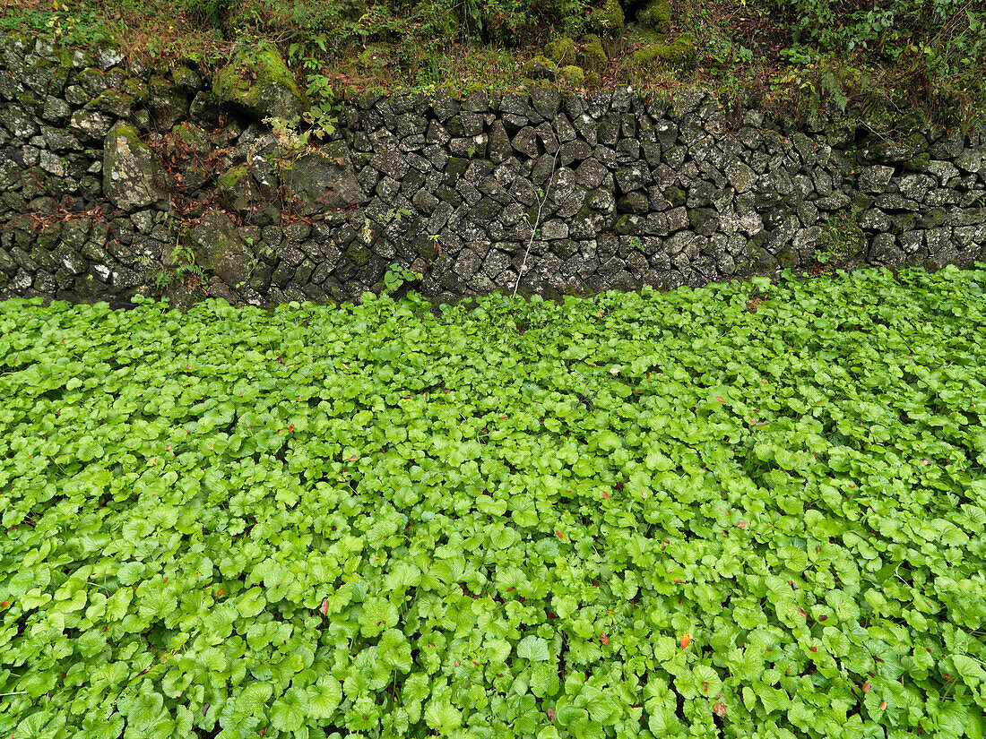 Wasabi field