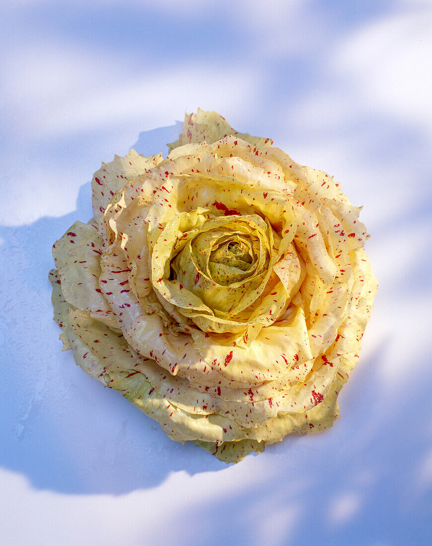 Radicchio Castelfranco Fenice (Radicchio-Spezialität in Rosenform)