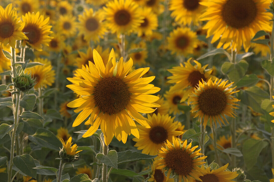 Sonnenblumenfeld, (Helianthus annuus)