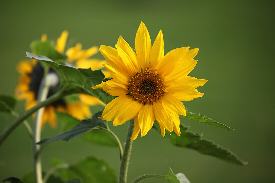 Sonnenblumenblüte, (Helianthus annuus)