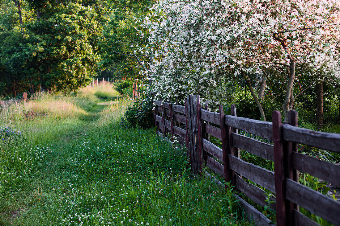 Flowering tree and wooden fence in the garden