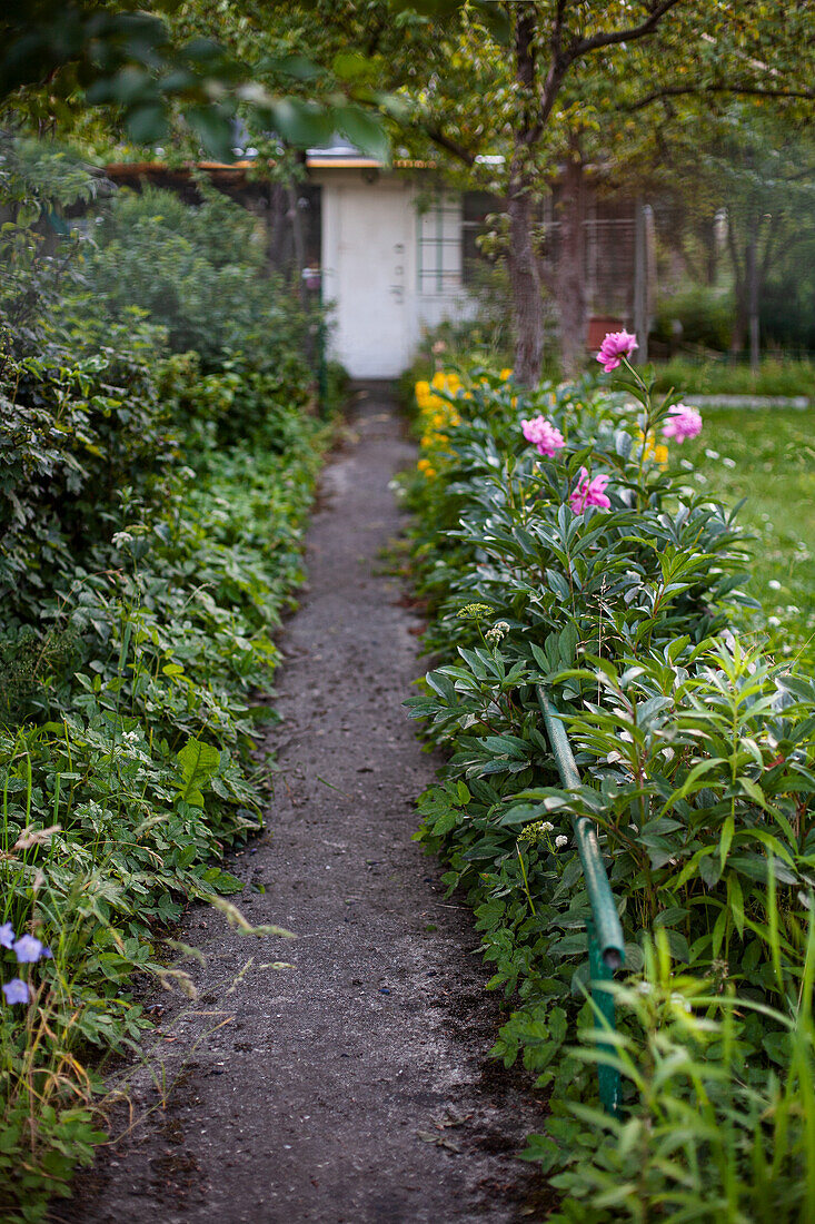 Narrow garden path with peonies in the flowerbed