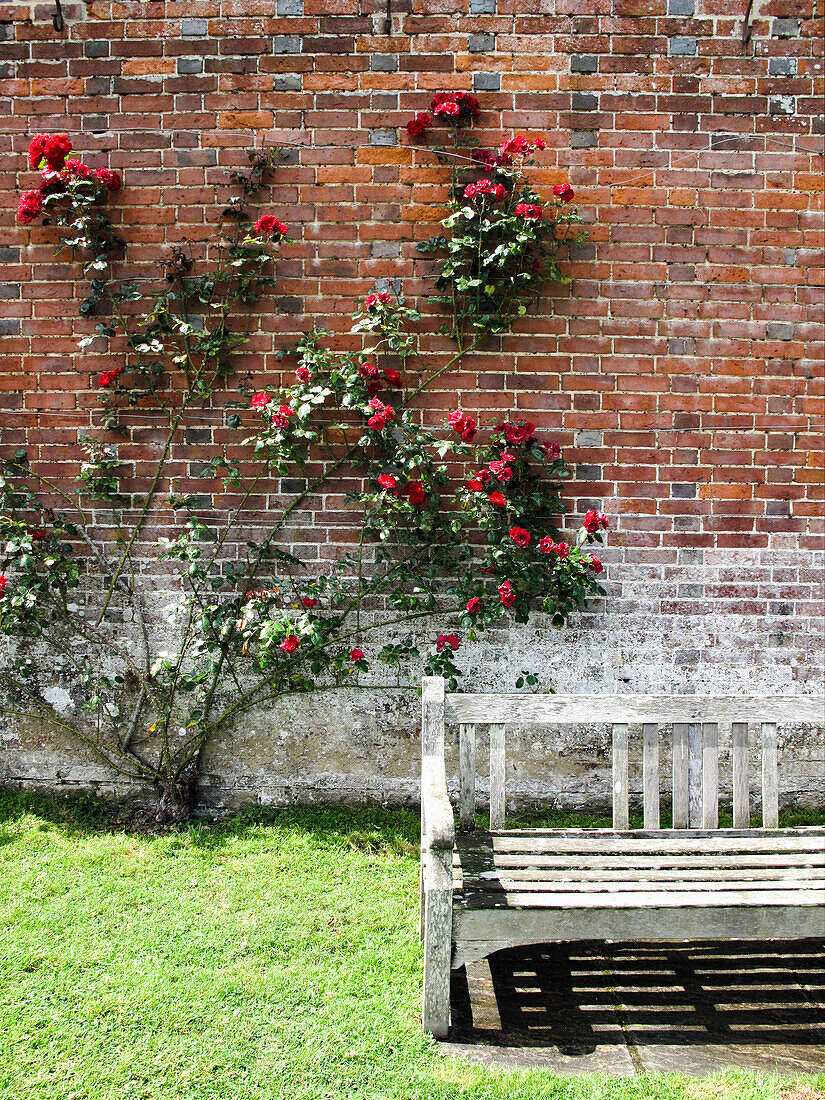 Brick wall with red climbing rose, bench in front (England)
