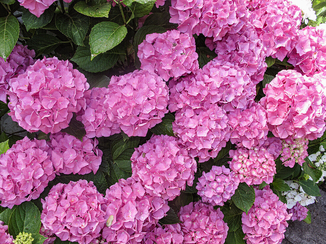 Pink hydrangea in the garden, (Hydrangea)