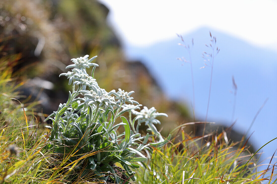 Flowering edelweiss in the mountains, (Leontopodium)