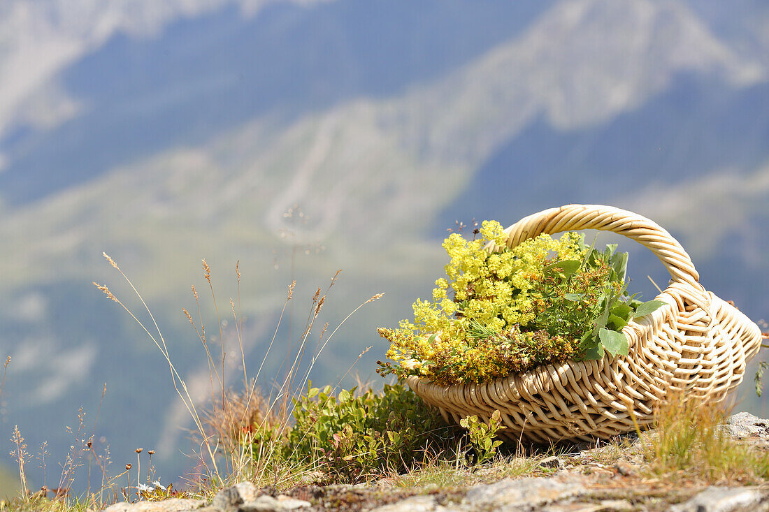 Basket with flowering alpine herbs