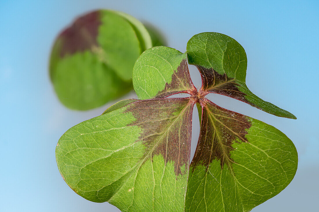 Lucky clover (Oxalis tetraphylla, O. deppei), four leaf clover
