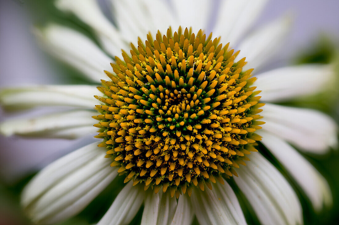 White garden form of coneflower (Echinacea purpurea)