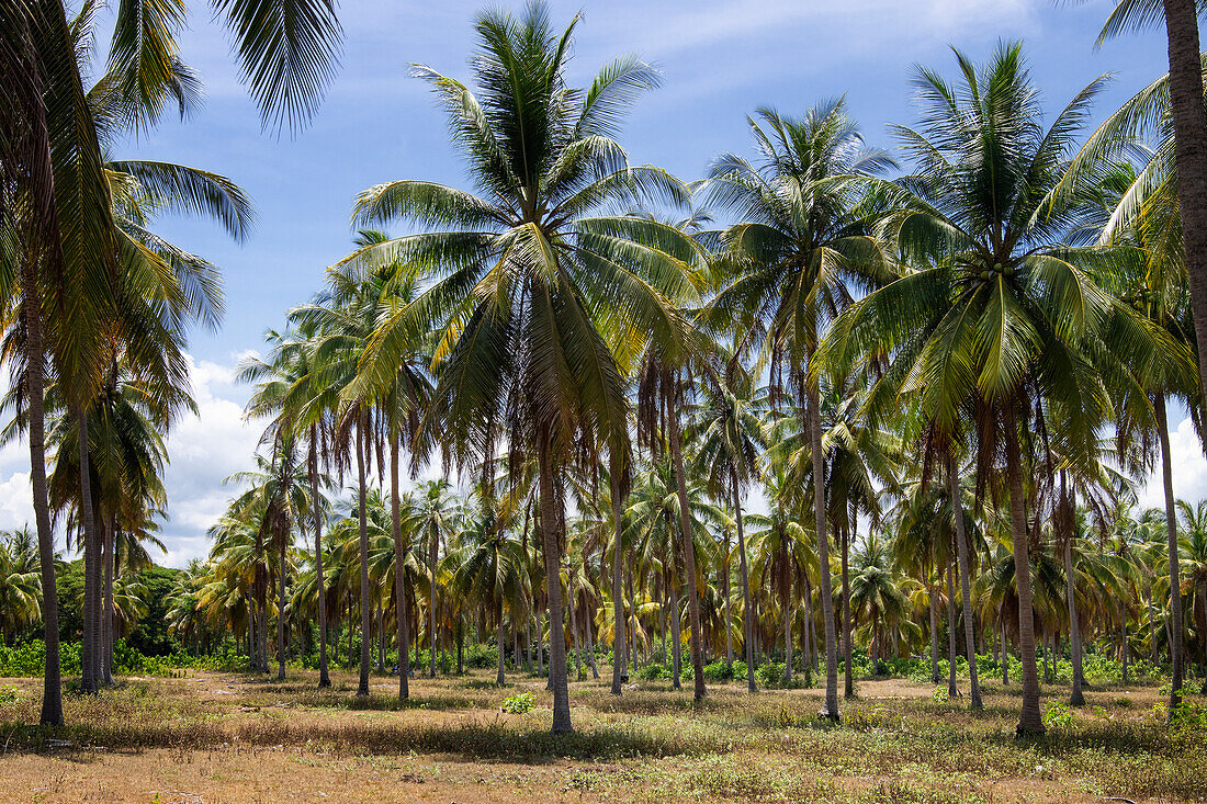 Kokospalmen Plantage (Thailand)