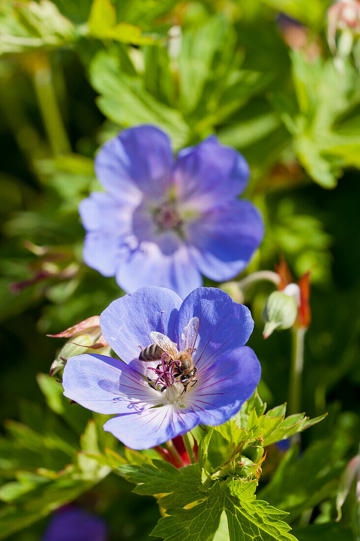 Flowering geranium with bee, close-up