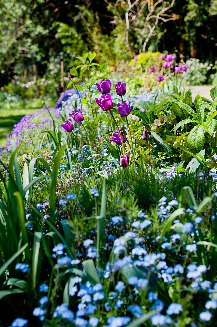 Blühendes Staudenbeet im Frühling mit Tulpen