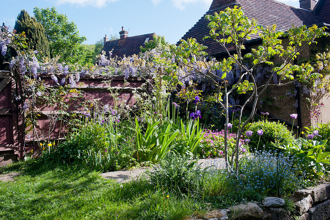 A bed of shrubs in the spring