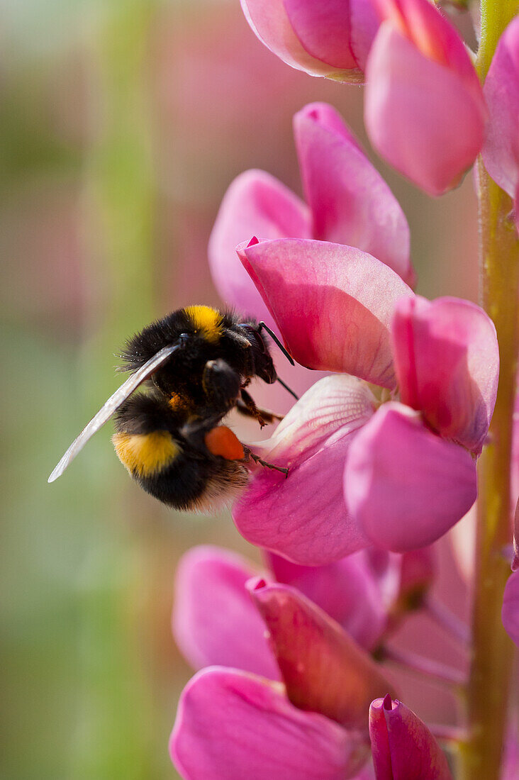 A bumblebee on a lupine (Lupinus), close-up