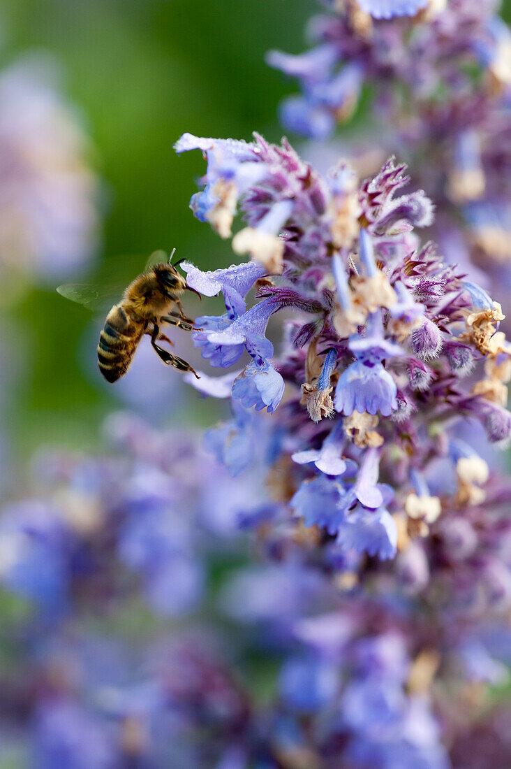 A bee on hybrid catmint (Nepeta x faassenii), close-up