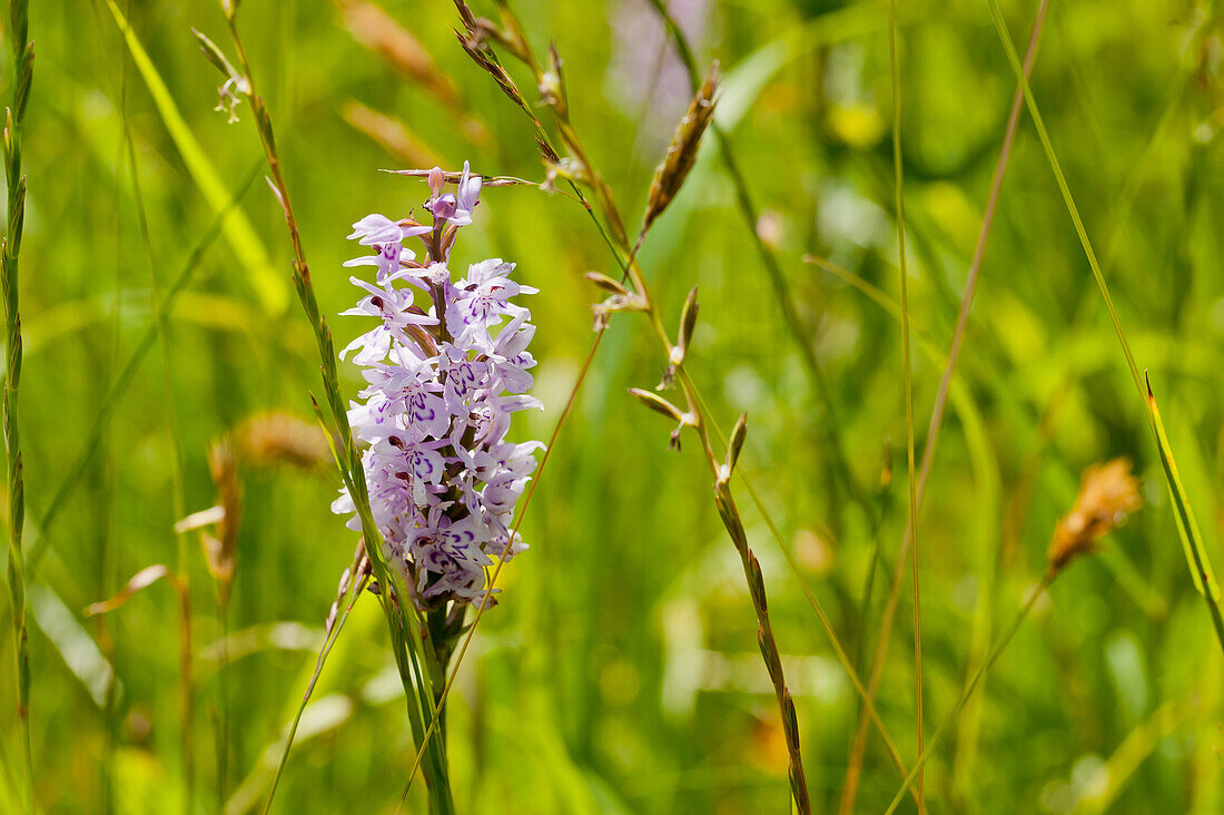 Wilde Orchidee, Blüte in Wiese, (Orchidaceae)