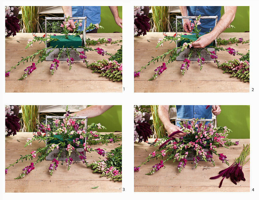Man arranges purple snapdragons as a flower arrangement (Antirrhinum)