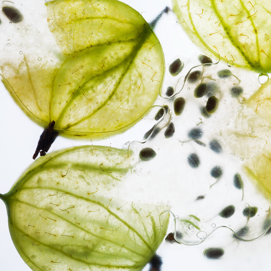 Green gooseberries against a white background (close-up)