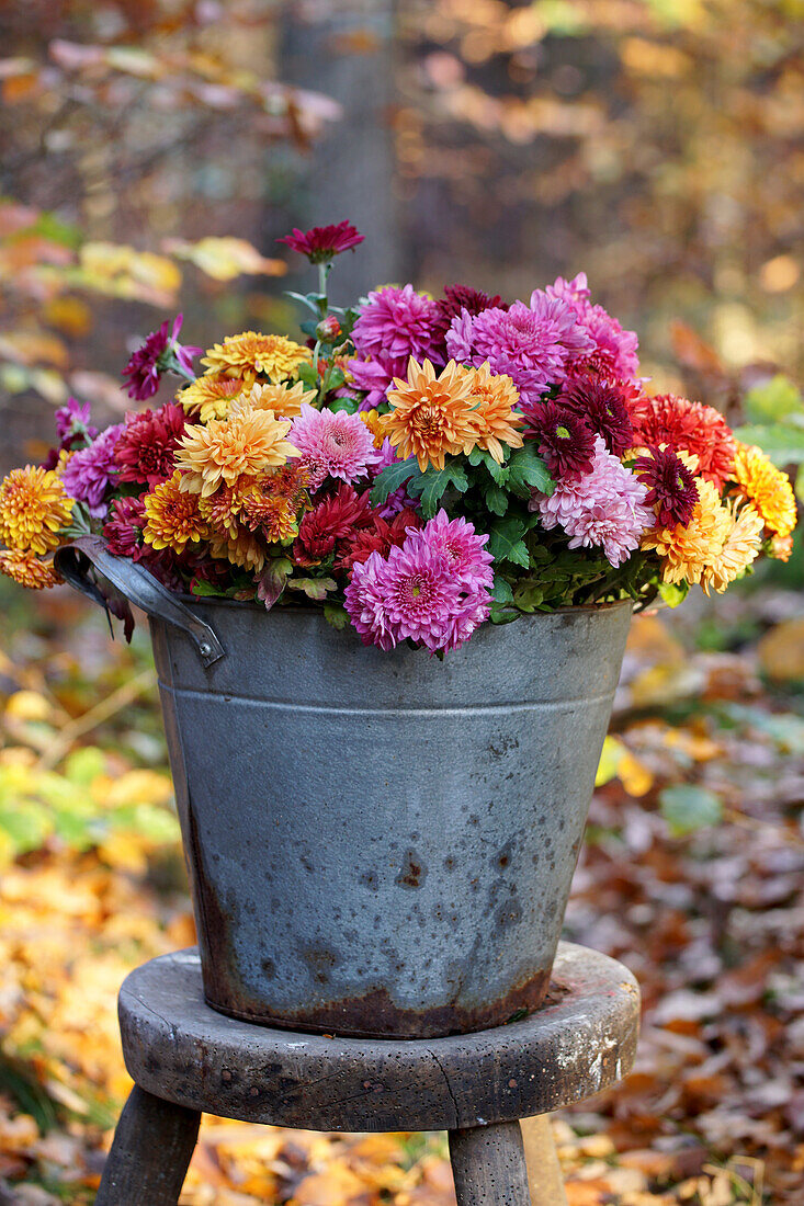 Blumenstrauss aus Chrysanthemen multicolor  (Chrysanthemum) in altem Blecheimer