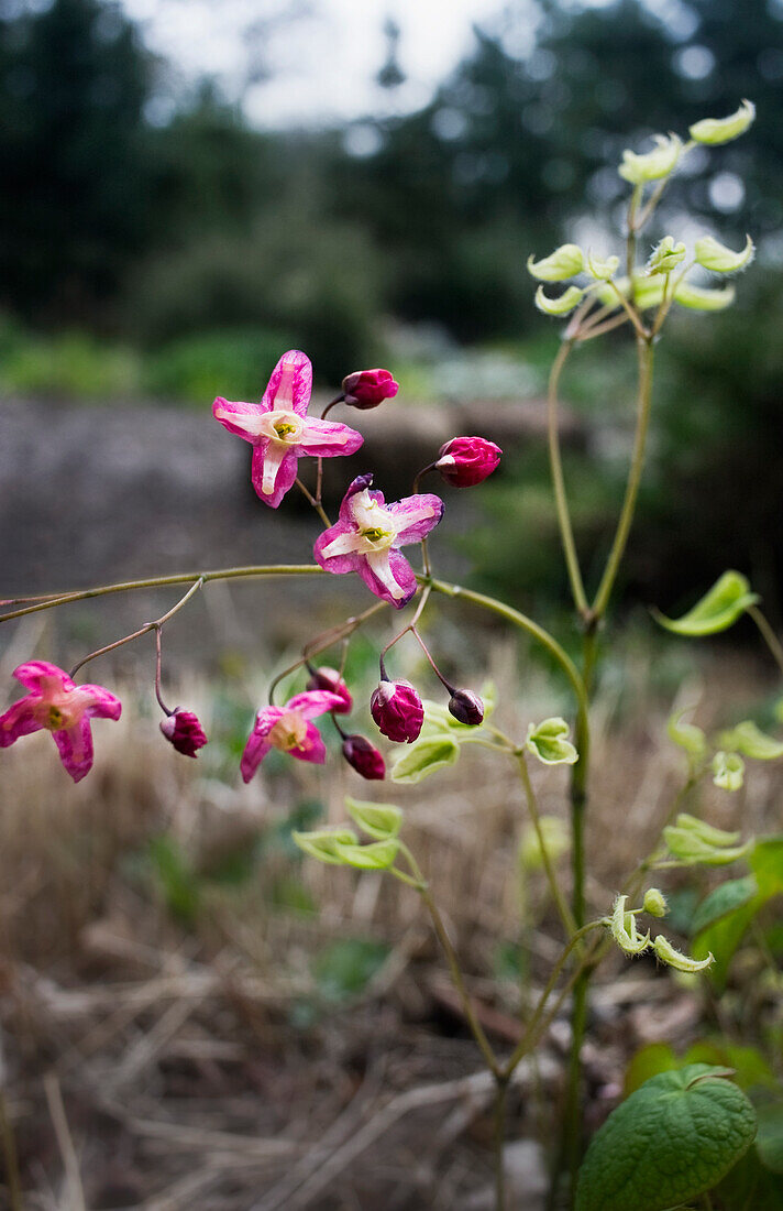 Flowering fairy flowers (Epimedium x rubrum) in the forest