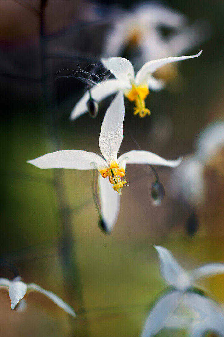 Flowering horny goat weed (Epimedium brevicornu f. rotundatum)