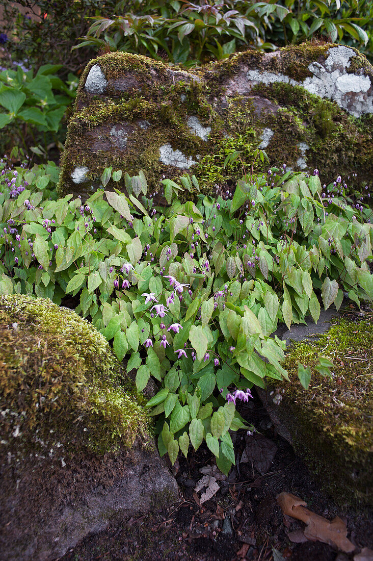 Flowering ivy flower (Epimedium x youngianum Roseum) between moss-covered rocks in the forest