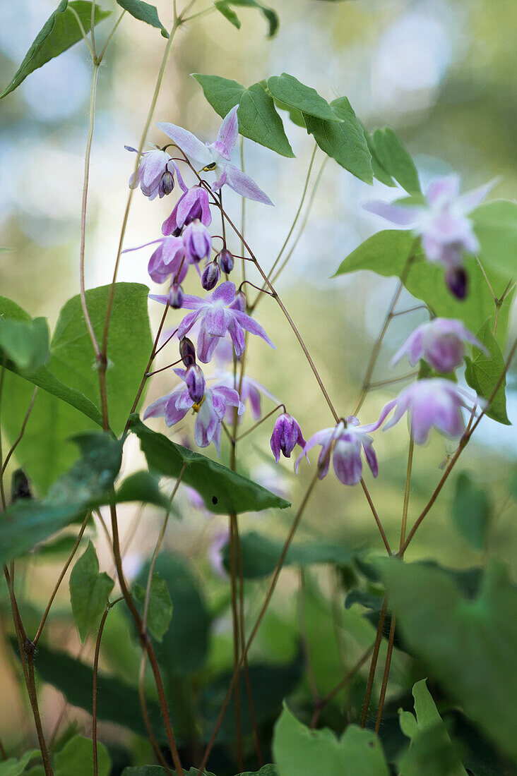 Flowering elfflower (Epimedium Sasaki)
