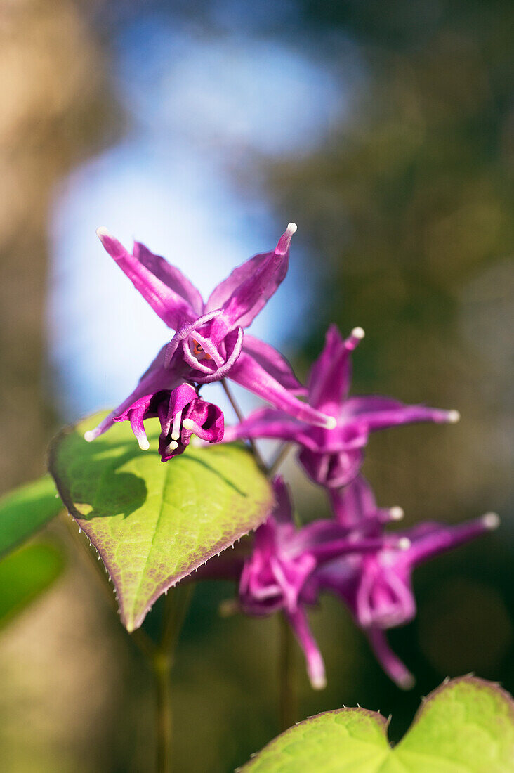Blüten der Großblütige Elfenblume oder Ziegenkraut (Epimedium grandiflorum var. coelestre)
