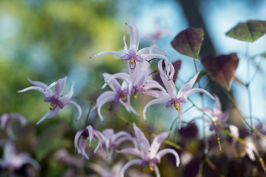 Blühende Elfenblume, close-up (Epimedium brachyrrhizum)