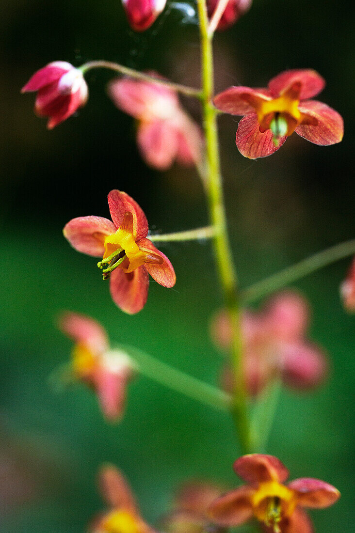 Epimedium x warleyense