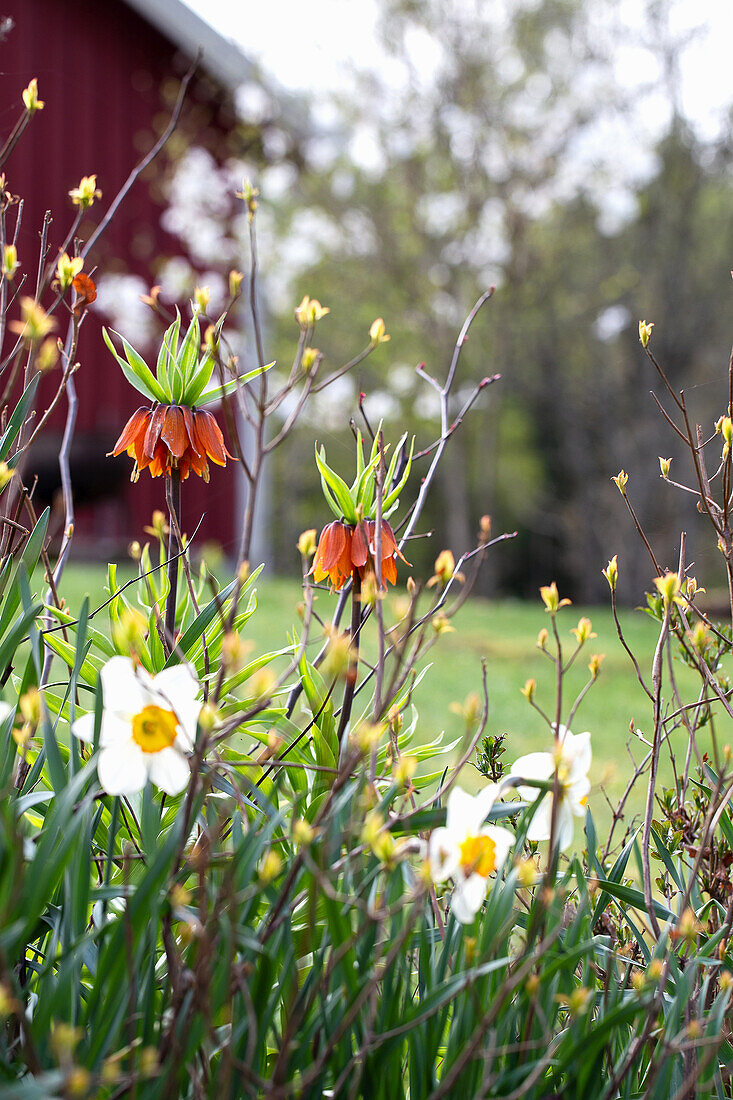 Nasturtium Empress and daffodils blooming in the garden