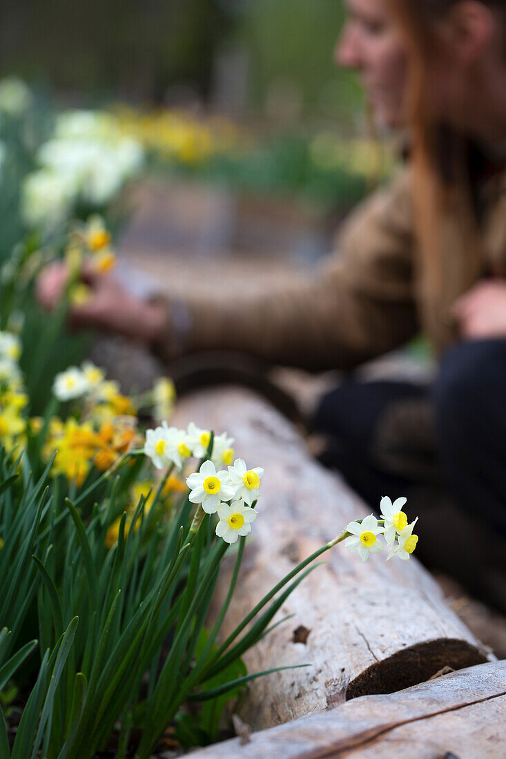 White and yellow daffodils in the garden