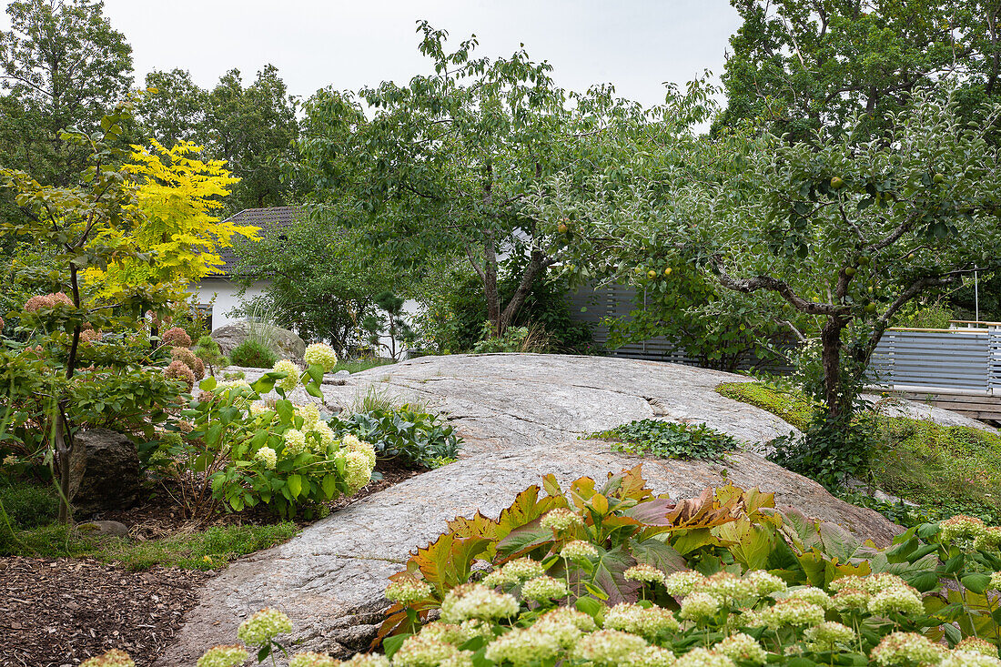 Felsen, dahinter Hortensie (Hydrangea) im Garten