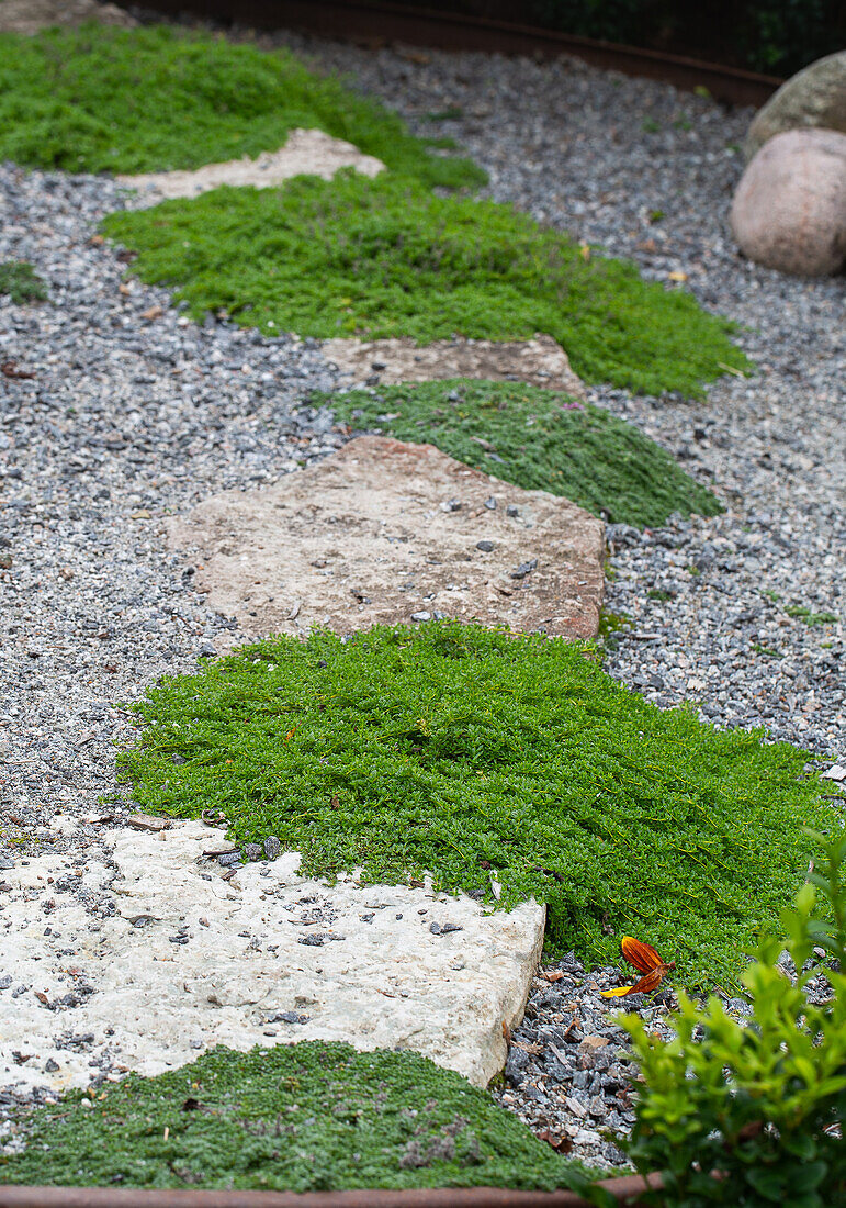 Gartenweg mit Steinen und Bodendecker-Thymian 'Albus'