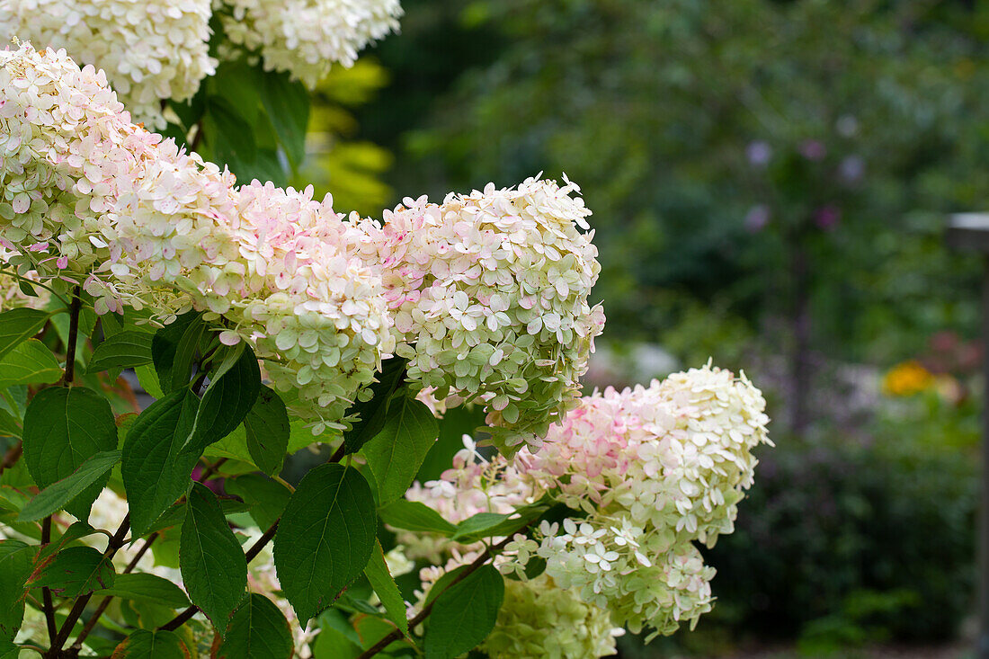 Rispenhortensie (Hydrangea Paniculata) 'Limelight' im Garten