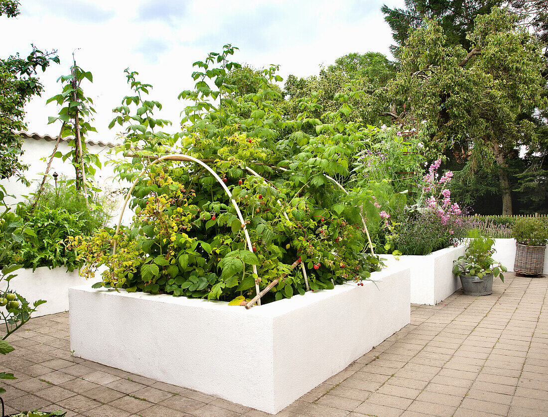 Raised beds in the kitchen garden, with raspberries in the foreground