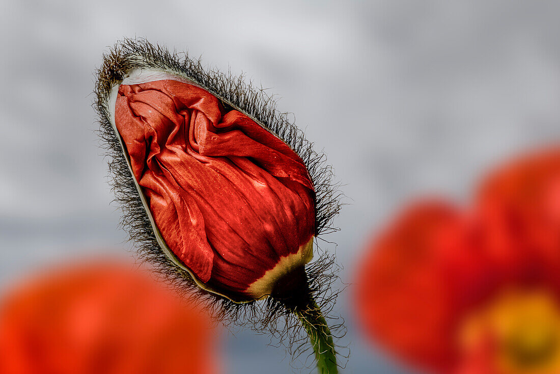 Red bud of Iceland poppy (Papaver nudicaule)