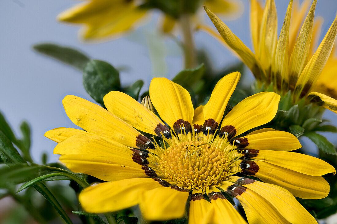 Midday gold, African Daisy, (Gazania), yellow inflorescence