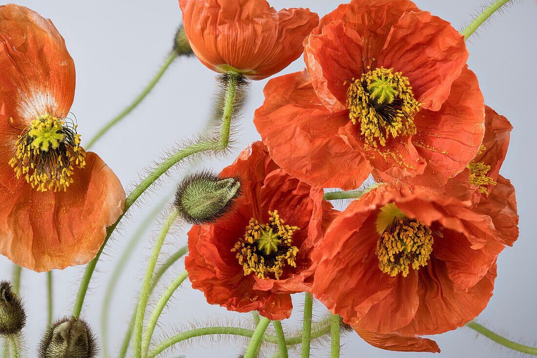 Iceland poppy (Papaver nudicaule)