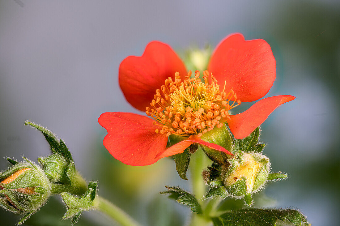 Red avens, (Geum coccineum, Rosaceae)