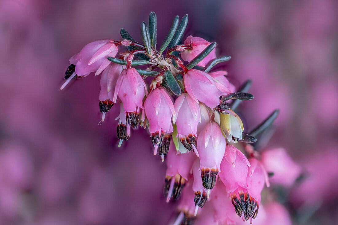 Rote Winterheide (Erica darleyensis), Hybride, Schneeheide (Erica carnea x E. Erigena)