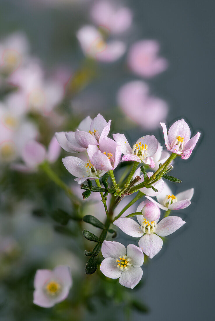 Flowering Sticky Boronia shrub (Boronia anemonifolia), scented star, Australia