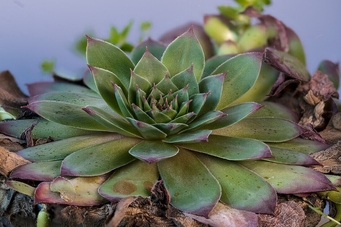 cobweb houseleek (Sempervivum arachnoideum)