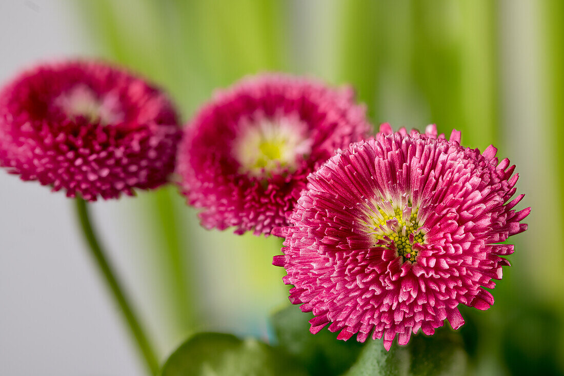 Red daisy, (Bellis perrenis)