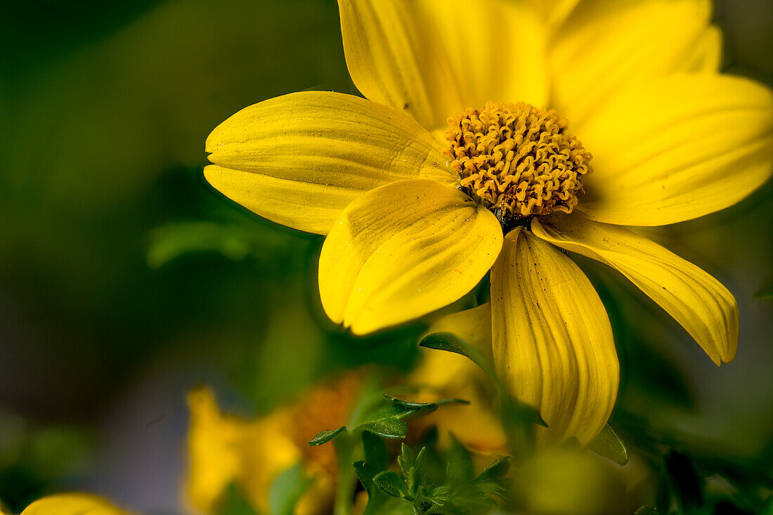 Gelbe Blüte des Zweizahn (Bidens)