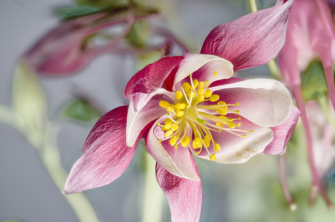 Pink flower of columbine (Aquilegiahybride), hybrid, Ranunculaceae