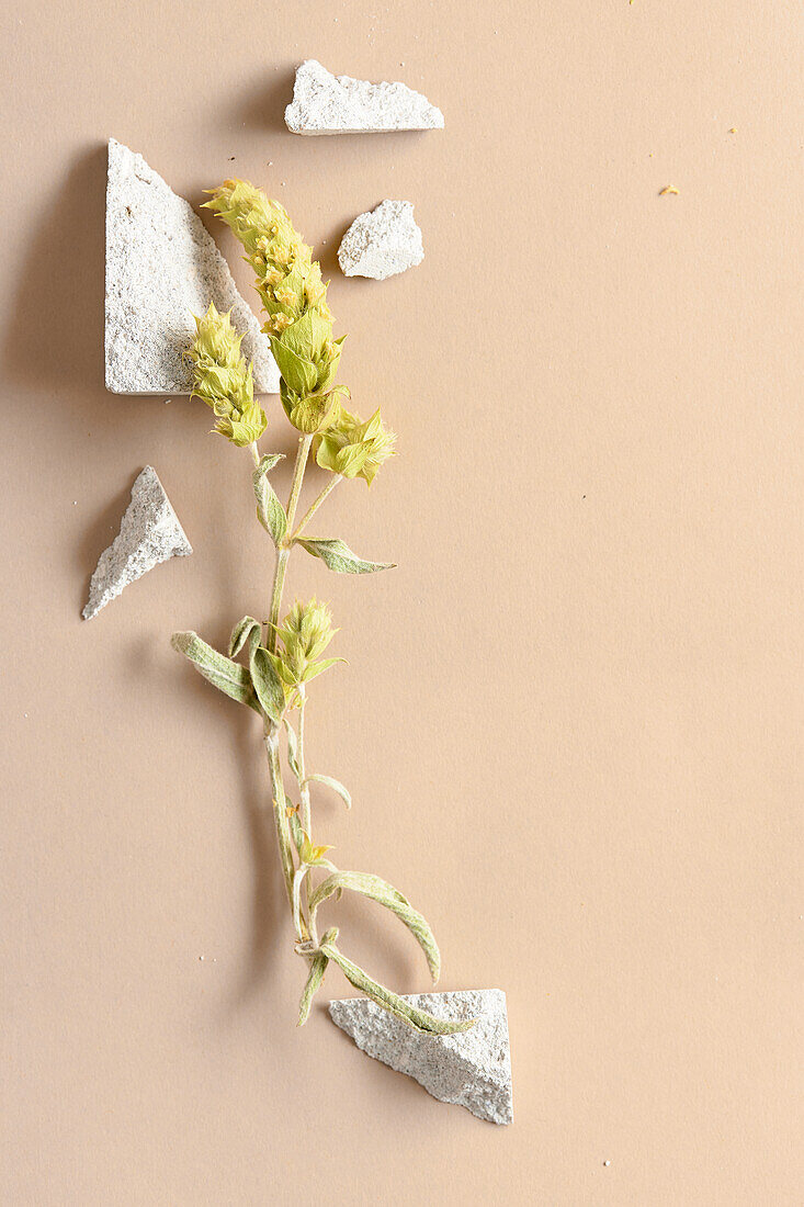 Flower panicles and pieces of stone on a coloured surface