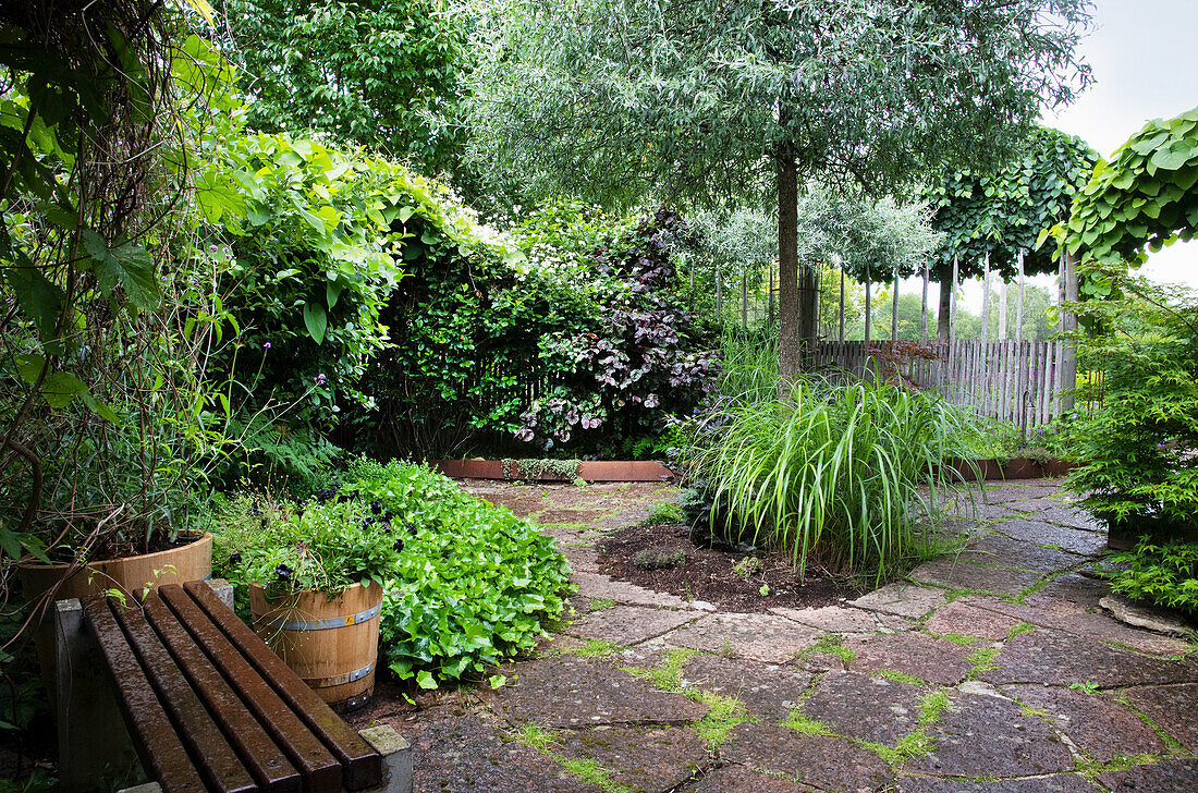 Paved square with bench and silver pear tree in the middle