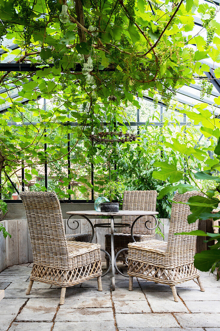 Gemütlicher Sitzplatz mit Rattanstühlen unter Weinpergola im Gewächshaus