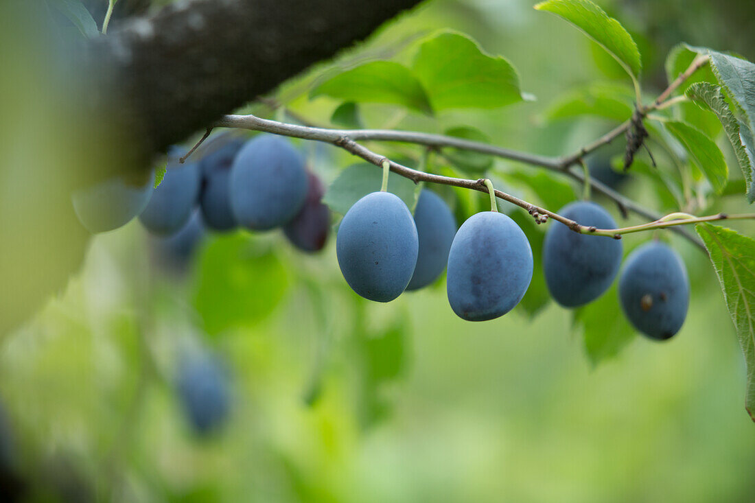 Pflaumen am Baum