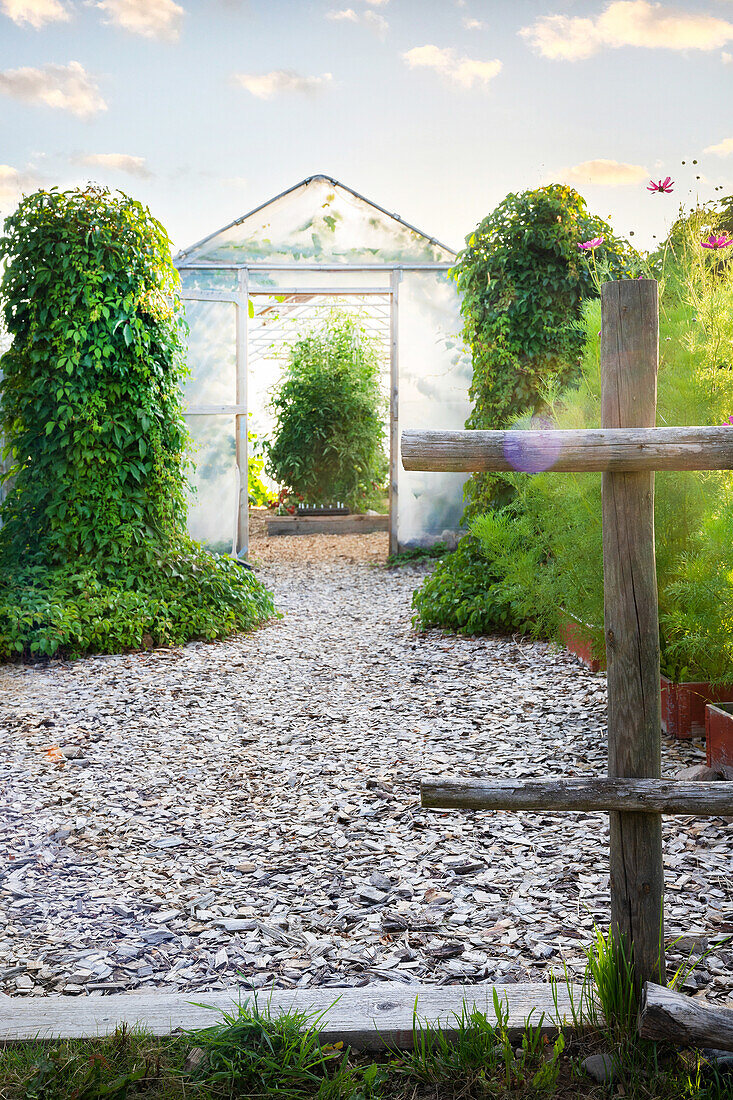 Wood chips on a garden path leading to a greenhouse